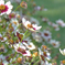 flower_2017_01