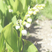 flower_2017_02