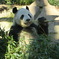 パンダ　上野動物園