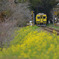 いすみ鉄道と菜の花