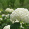 梅雨の花3
