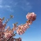 早咲きの桜