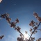 早咲きの桜