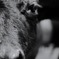 cow cow