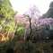 もうすぐ会えるね、虎尾桜さま。。。