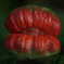 ホットリップ（Psychotria poeppigiana）