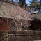 中世夢が原