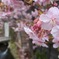 川越河津桜