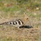 IMGP0477(2)ヤツガシラ