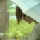 雨ニモマケズ