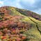 箱根外輪山（明神ヶ岳）の笹原と紅葉