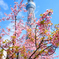 桜✕スカイツリー①