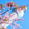 桜✕スカイツリー②