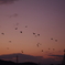 夕暮れ時のカラスたち