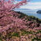 大芝島の河津桜