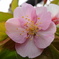 埼玉県で元気良く咲いていた桜