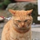 散歩中の猫ちゃん