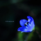 ☆Blue jewel