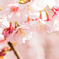 安行桜