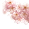 曇空の初御代桜