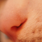 Cat nose