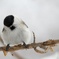 ハシブトガラ