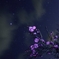 星と共に