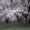 儚き佐保の桜
