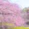 鈴鹿の森庭園