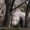 屏風岩　桜景　