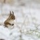 雪の思い出 Ⅱ