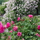 rose garden1