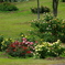rose garden2