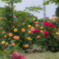 IMGP2091