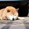 ひるね犬