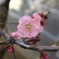 梅の花
