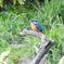 初カワセミ