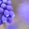 Grape hyacinth 