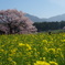 桜・黒部のエドヒガン