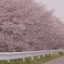 春色