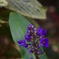ハワイの花④