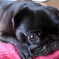 pug*
