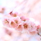 春風に揺れる