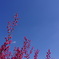 梅青空