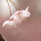 桜を背景に