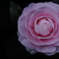 薔薇に憧れて