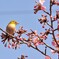 桜ジローです(＾◇＾)