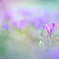 CROCUS COLORS