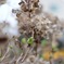 紫陽花の新芽