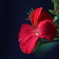 Pelargonium-2